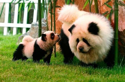 Chow Chow Dog Panda Dog Panda Chow Chow Cute Animals