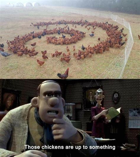 Chickens Chicken Run Stupid Funny Funny Cute Really Funny Funny