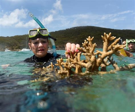 Large Sections Of Australias Great Reef Are Now Dead Scientists Find