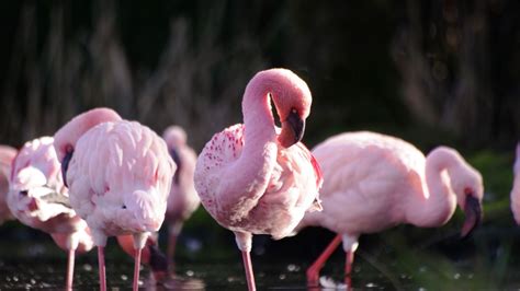 Desktop Wallpaper Wildlife Birds Flamingos Hd Image