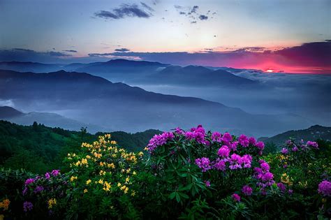 Purple And Yellow Flowers Mountains Flowers Sunset Mist Clouds