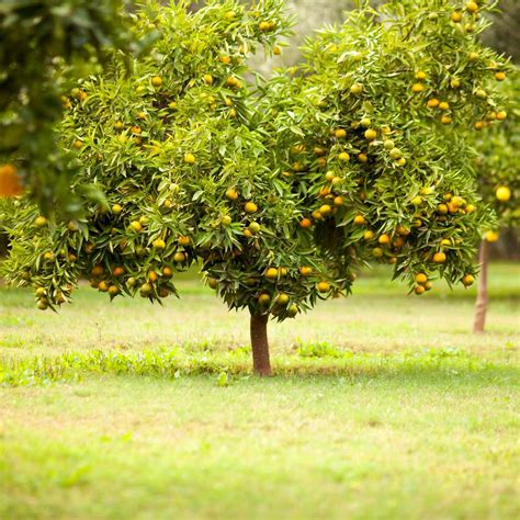 10 Best Fruit Trees to Grow at Home | The Family Handyman