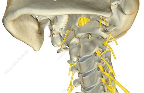 The Nerves Of The Neck Stock Image F0018682 Science Photo Library