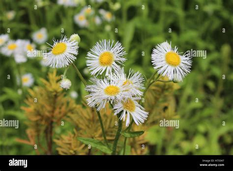 White Petals With Yellow Center Hi Res Stock Photography And Images Alamy