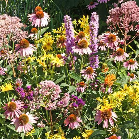 Native Heirloom Flower Mix For Monarchs Seeds Terroir Seeds