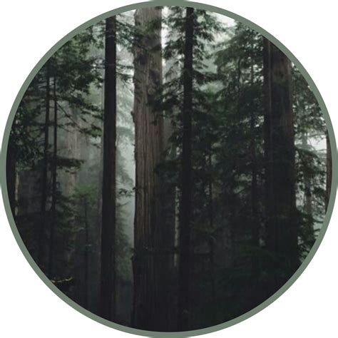 Freetoedit Green Aesthetic Forest Woods Sticker By Zombonyx