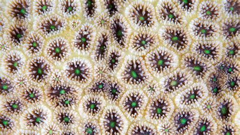 This Arctic Russian Coral Is Definitely Art Animal