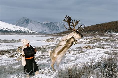 the life of mongolian reindeer people captured in stunning photographs