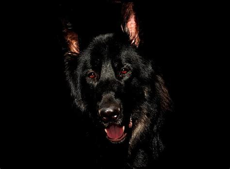 Black German Shepherd Dog Portrait Beauty Consists Of Pikist