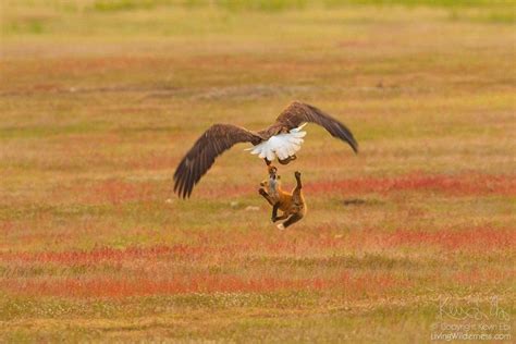 Incredible Battle Between Fox And Eagle Over Rabbit Caught On A Series