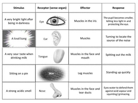 Stimulus To Response Cut And Stick Activity Teaching Resources