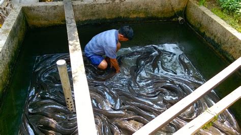 Cara Mudah Budidaya Ikan Lele Bagi Pemula Konten Jempolan