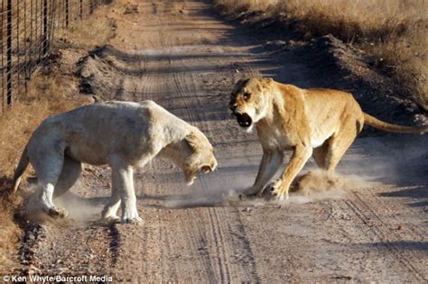 Kruger National Park South Africa Rare White Lion Saved By Electric