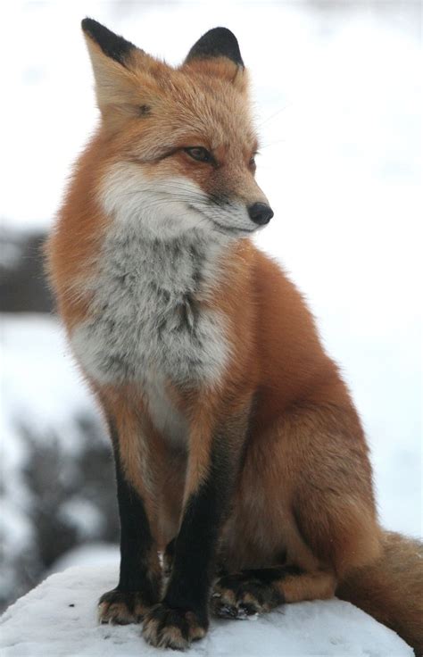 Red Fox In 2020 Pet Fox Cute Animals Animals Beautiful