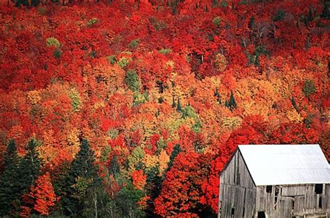 The Best Places To See Fall Foliage In Canada Fall Foliage Pictures