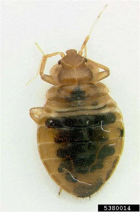 Bed Bug Cimex Lectularius