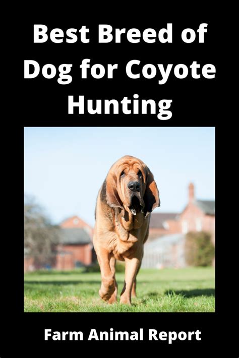 5 Aggressive Breeds Coyote Hunting Dogs 2022 Farm Animal Report