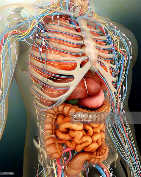 Perspective View Of Human Body Whole Organs And Bones High Res Vector