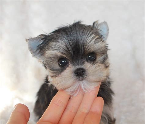 At keegan's puppies, we breed and offer for sale only f1 hybrid morkie puppies, meaning that our morkie puppies are bred using purebred yorkie and purebred maltese dogs. Buy Teacup Morkie Morky Puppy For sale!! | iHeartTeacups