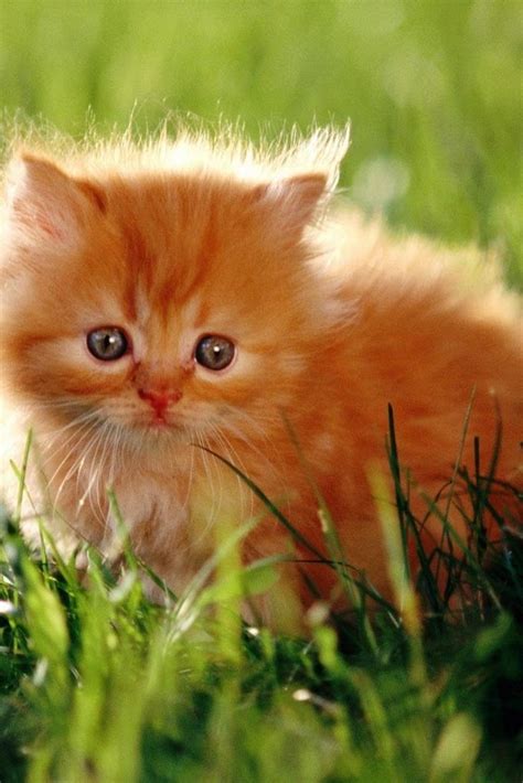 The domain caticat.zx9.de is still free. 50 best images about Tabbies on Pinterest | Orange kittens ...