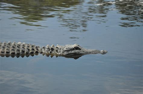American Alligator Swamp Lake Free Photo On Pixabay Pixabay