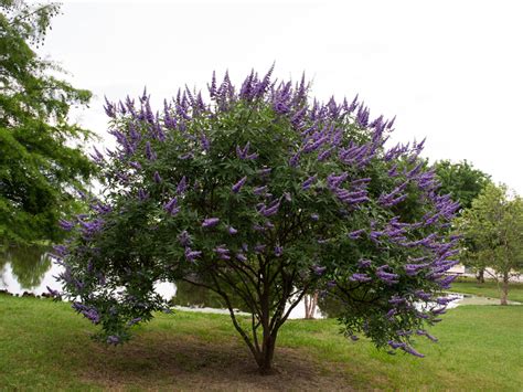 The seedpods that follow have wings. Vitex Shoal Creek - Dallas, Texas - Treeland Nursery