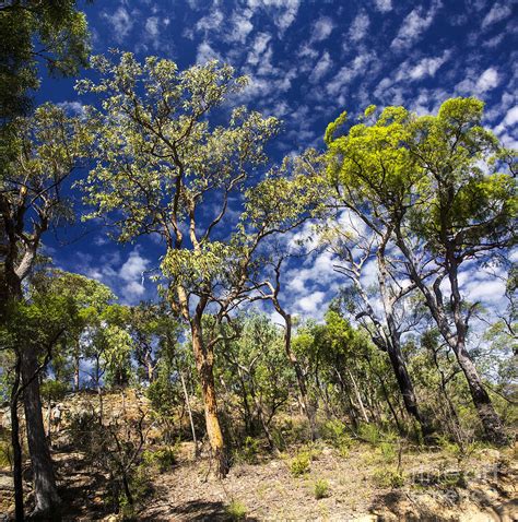 Australian Bushland Photograph By Sheila Smart Fine Art Photography