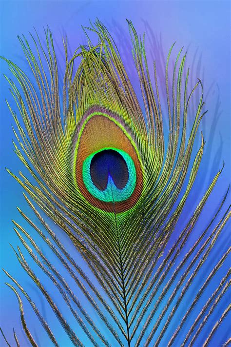 Male Peacock Display Tail Feathers Photograph By Darrell Gulin Pixels