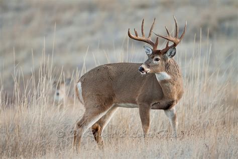Whitetail Deer Buck During The Rut Yellowstone Nature Photography By