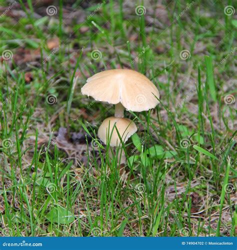 Wild Mushrooms Growing After Rain Stock Photo Image Of Boletus