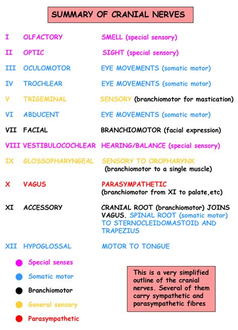 Instant Anatomy Head And Neck Nerves Cranial Classification