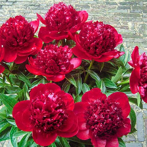 Red Charm Peony Brecks