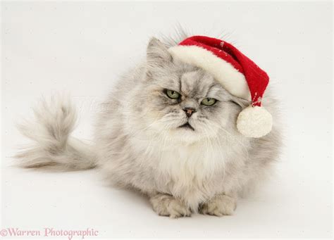 Chinchilla Persian Cat Wearing A Santa Hat Photo Wp19972