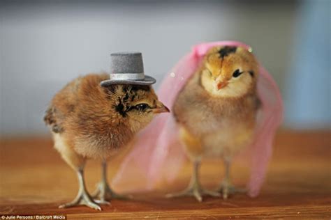 Https://techalive.net/wedding/baby Bird Wedding Dress