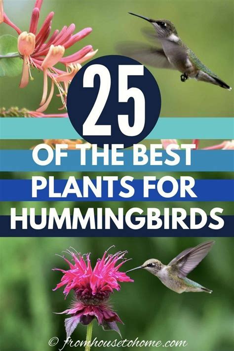 We did not find results for: Hummingbird Plants: 25+ Of The Best Flowers That Attract ...