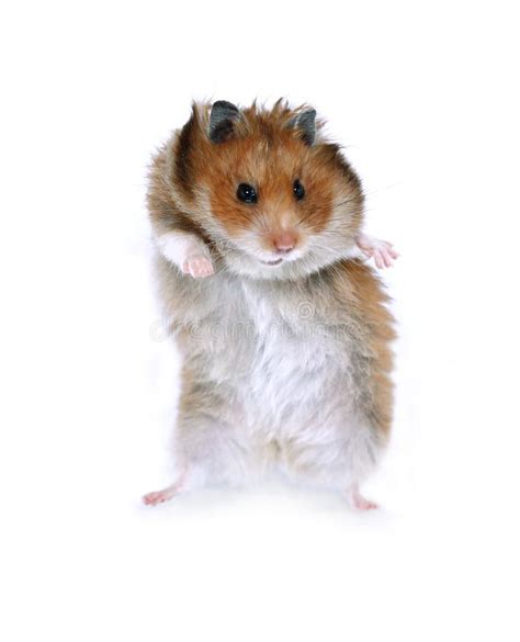 Brown Syrian Hamster Dancing On Hind Legs Isolated Brown Syrian
