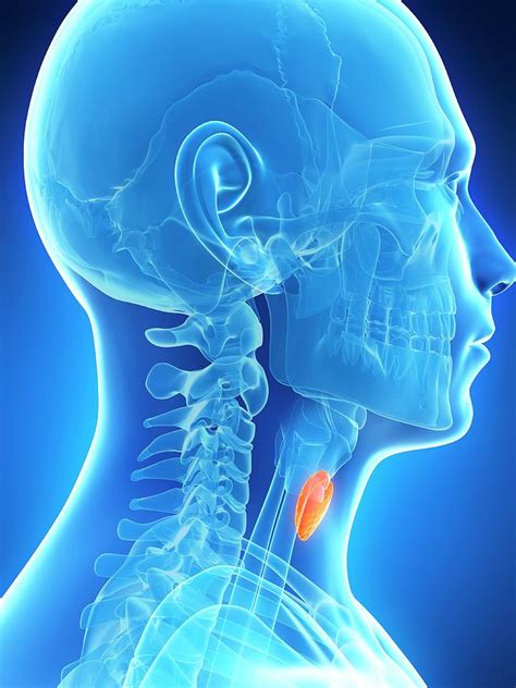 Human Thyroid Gland Photograph By Sebastian Kaulitzki Fine Art America