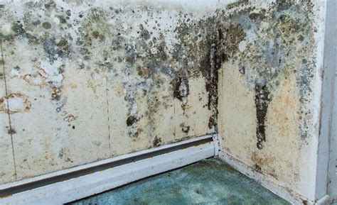 How Long Does It Take For Mold To Grow All You Need To Know Enviroklenz