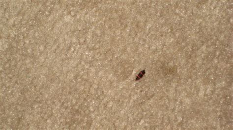 How To Rid Your Carpet Of Fleas Flea Bites Have You Noticed Hiding
