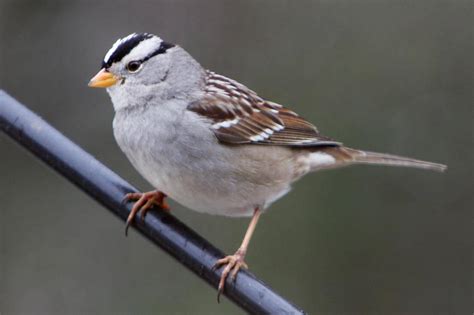 Filewhite Crowned Sparrow 2 Foundsf