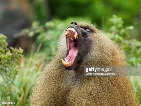 Guinea Baboons Photos And Premium High Res Pictures Getty Images