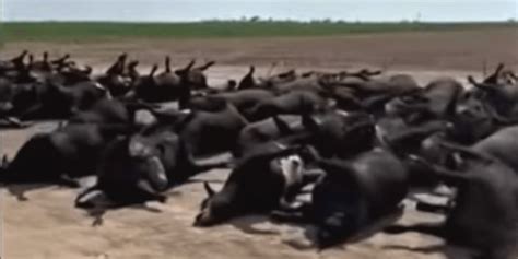 What Killed The Kansas Cows Nilefeel