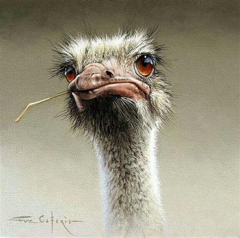 Ostrich Painting Just Beautiful Animal Paintings Animal Art Bird Art