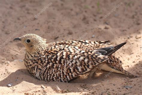 Sand Grouse Bird — Stock Photo © Fouroaks 2915873