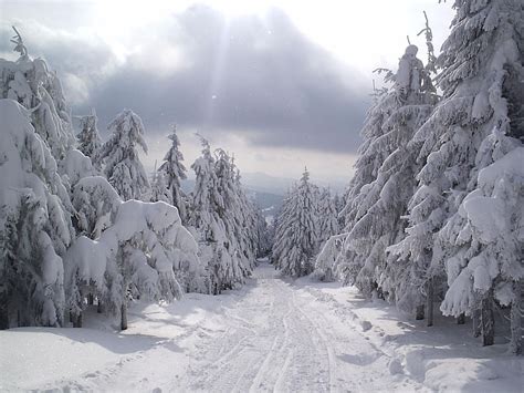 White Pine Trees Fur Trees Tops Snow Winter Hd Wallpaper