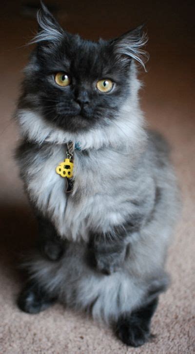 Beautiful Smokey Grey Munchkin Cat Munchkin Cat Silly Cats