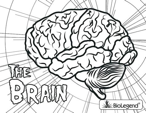 Brain Anatomy Coloring Pages At Getcolorings Free Printable 78824 The
