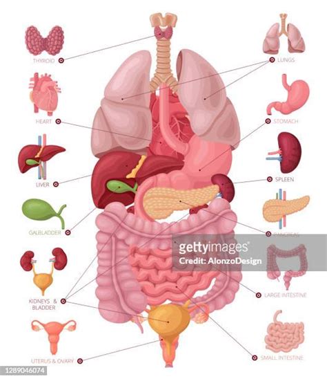 Human Body Anatomy Organs Photos And Premium High Res Pictures Getty