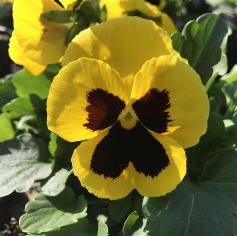 Pansy Matrix Yellow With Blotch Pansy From Saunders Brothers Inc