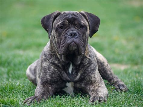 This dog breed is descended from the bulldogs and mastiff in the then old england. Flirt - Bullmastiff Puppy for sale | Euro Puppy